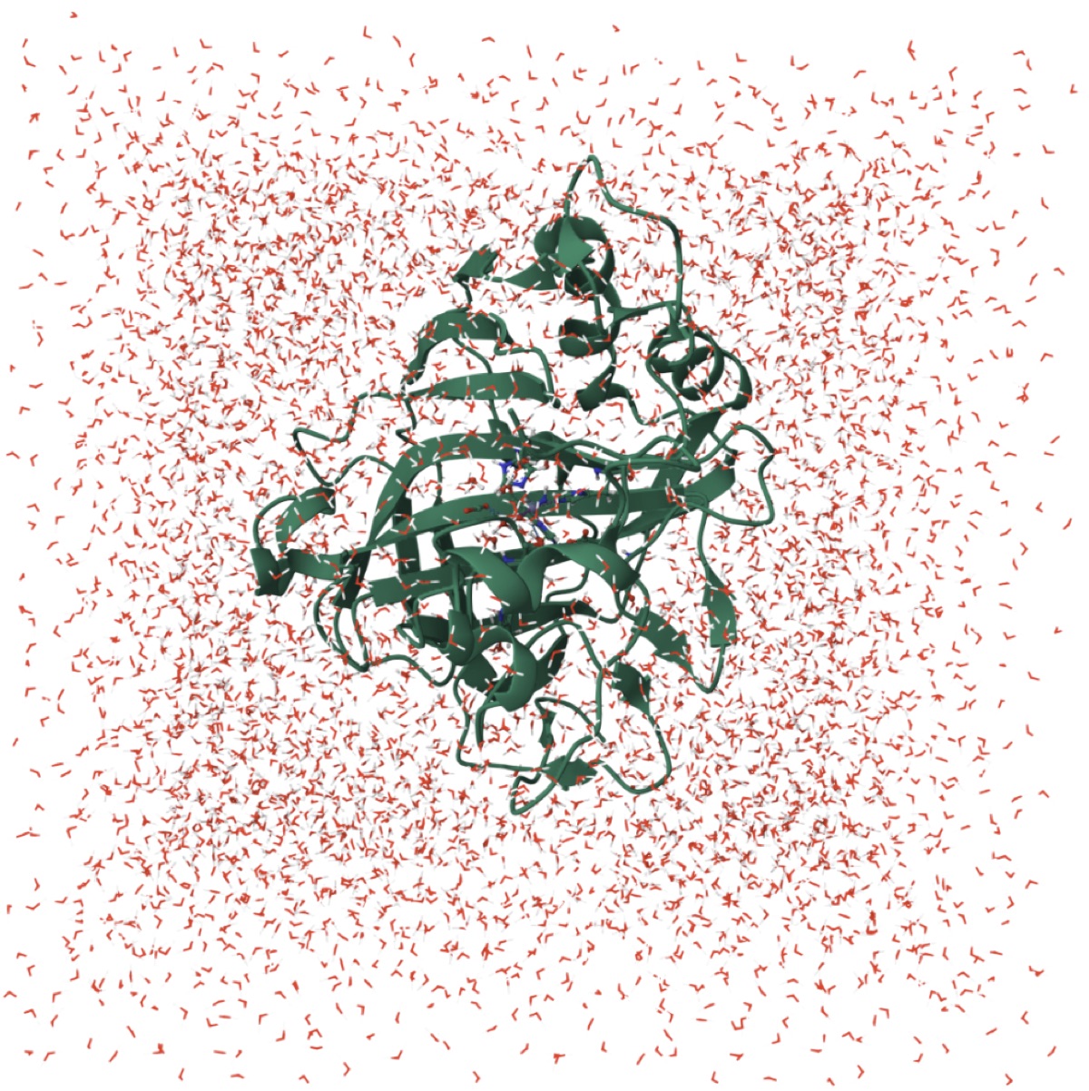 Simulation of the Carbonic Anhydrase (CA) enzyme II